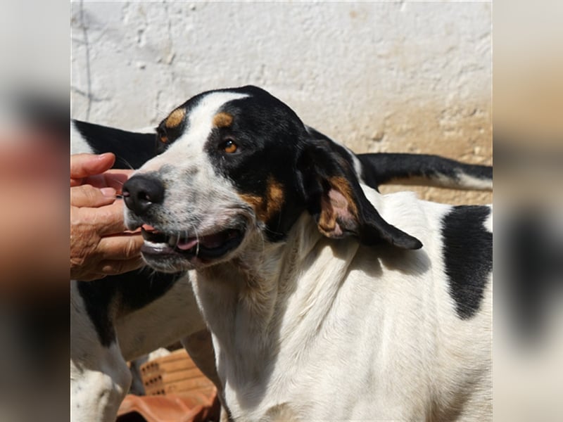 Arris sucht ein Zuhause
