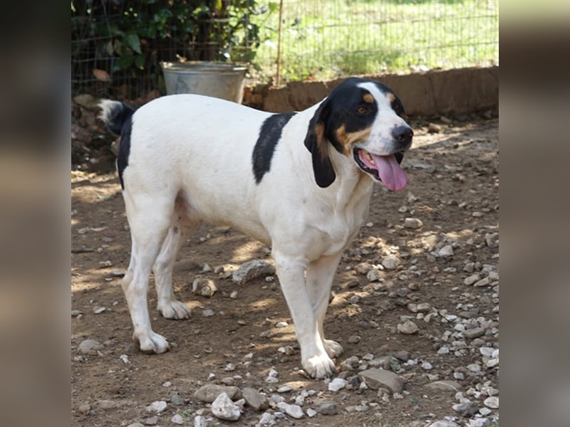 Arris sucht ein Zuhause