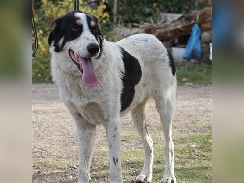 Remo sucht Menschen mit Hundeverstand