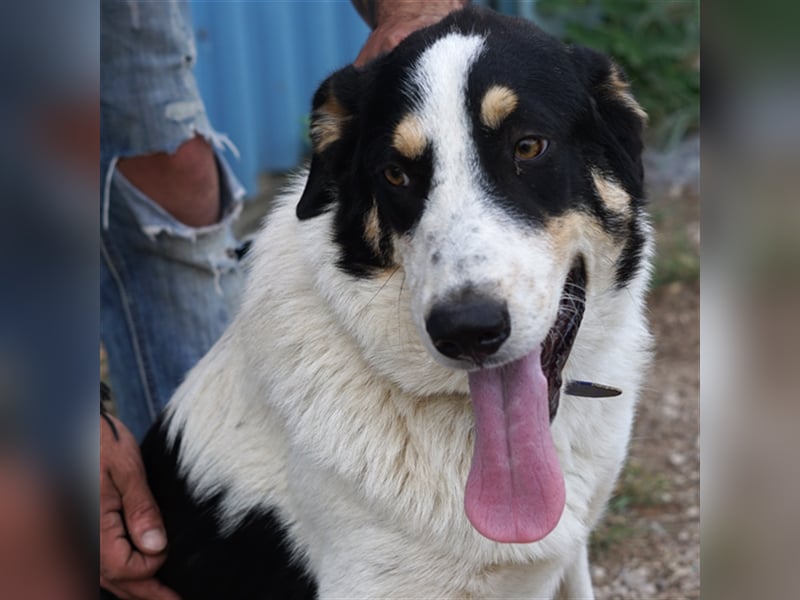 Remo sucht Menschen mit Hundeverstand