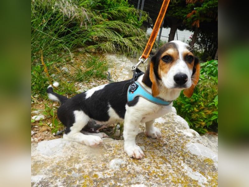 Gizmo sucht ein Zuhause