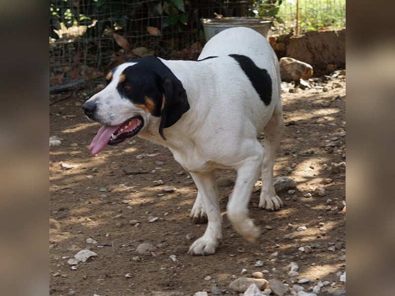 Arris sucht ein Zuhause