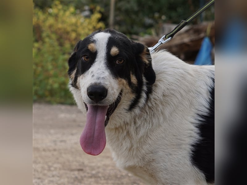 Remo sucht Menschen mit Hundeverstand