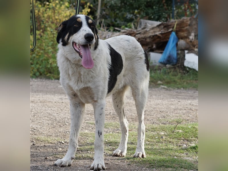 Remo sucht Menschen mit Hundeverstand