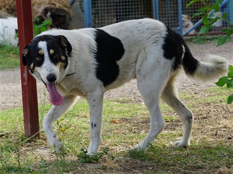 Remo sucht Menschen mit Hundeverstand