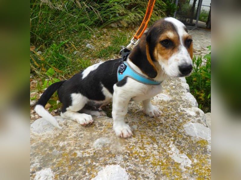 Gizmo sucht ein Zuhause