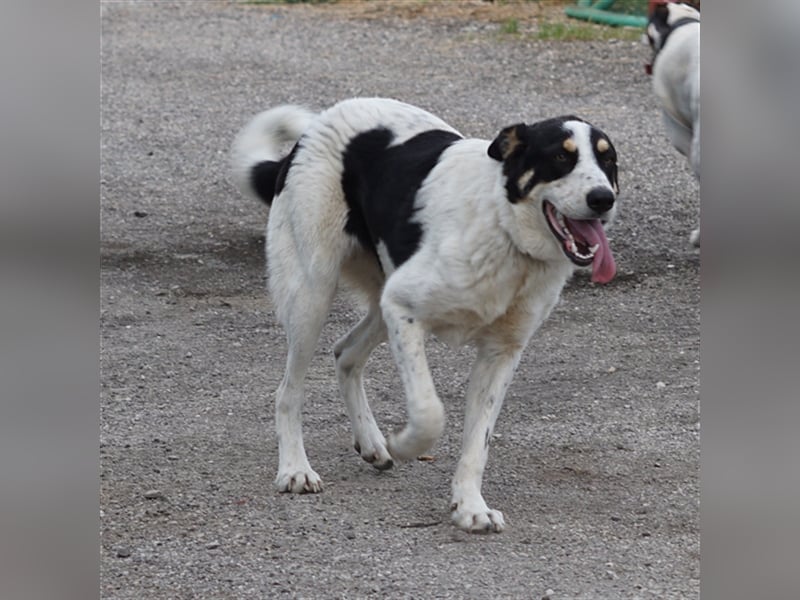 Remo sucht Menschen mit Hundeverstand