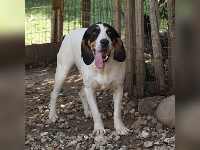 Arris sucht ein Zuhause