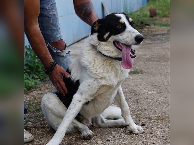 Remo sucht Menschen mit Hundeverstand