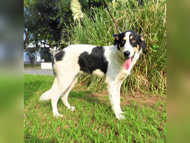 Remo sucht Menschen mit Hundeverstand