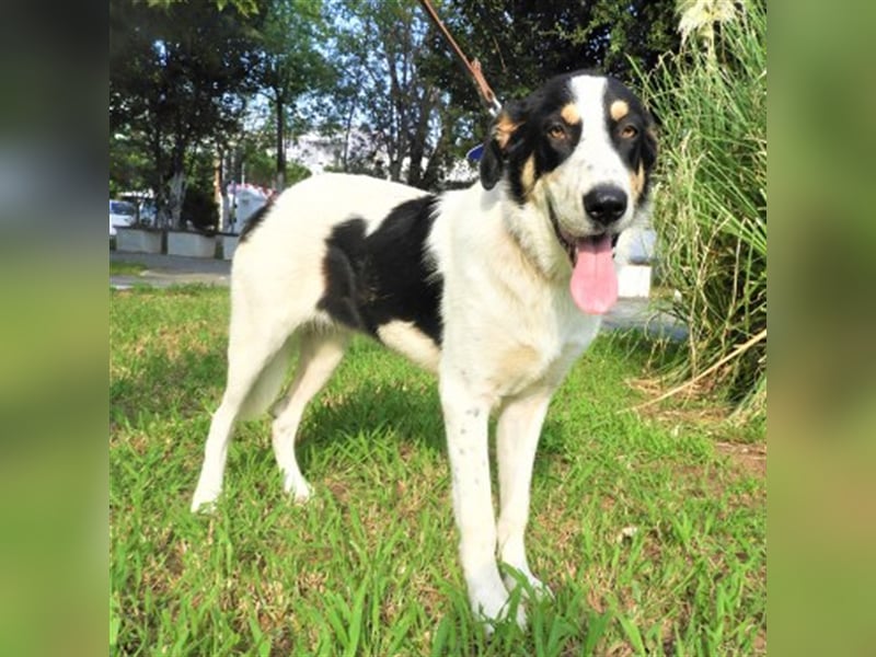 Remo sucht Menschen mit Hundeverstand