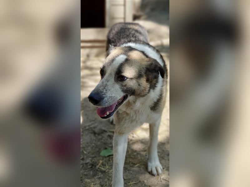 Baloo  (Santuhalm-Shelter Rumänien)