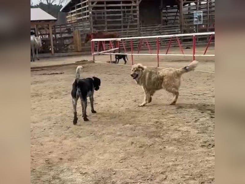 Wish  -Herdenschutzhund-