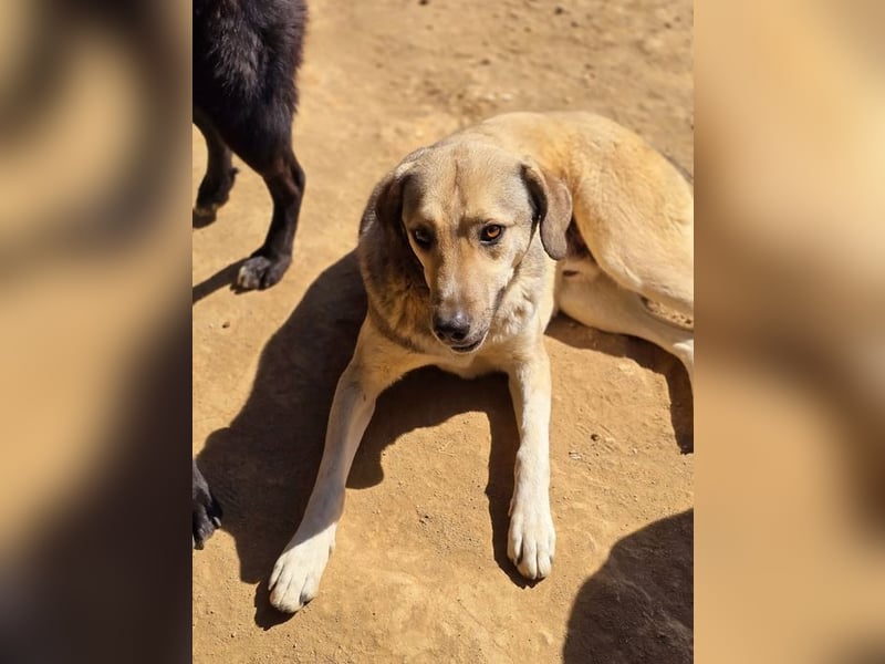 Murphy sucht Traumzuhause!