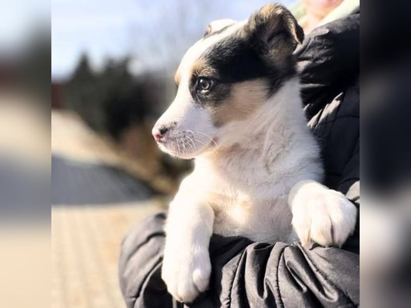 Jasper *Reserviert*