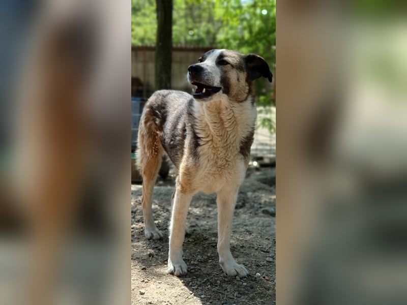 Baloo  (Santuhalm-Shelter Rumänien)