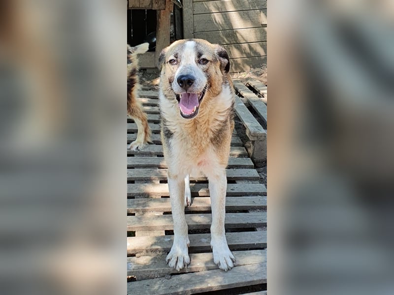 Baloo  (Santuhalm-Shelter Rumänien)