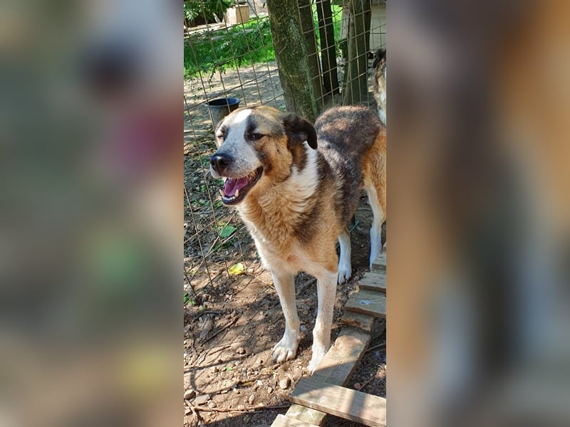 Baloo  (Santuhalm-Shelter Rumänien)