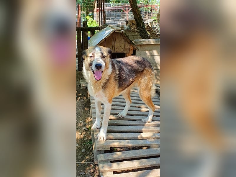Baloo  (Santuhalm-Shelter Rumänien)