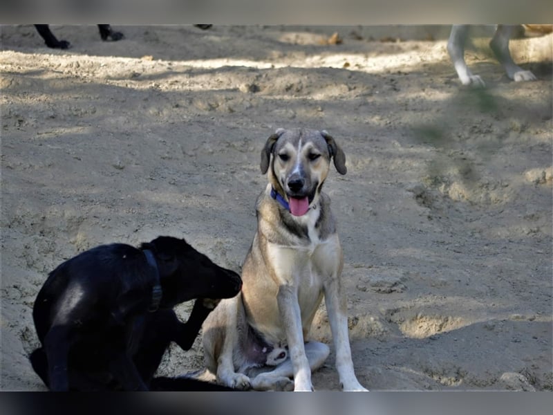 Murphy sucht Traumzuhause!