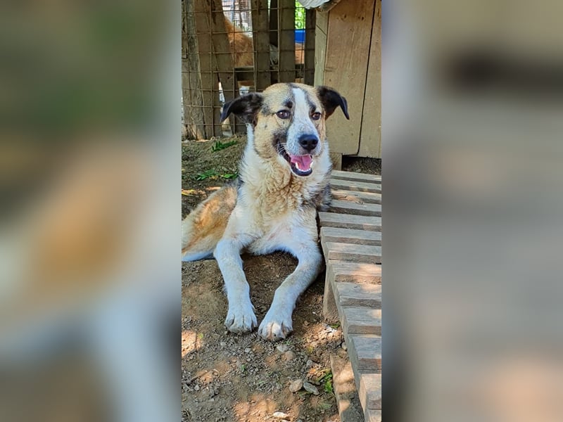 Baloo  (Santuhalm-Shelter Rumänien)