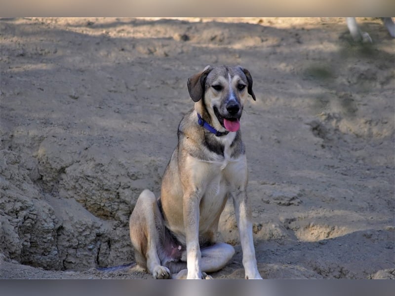 Murphy sucht Traumzuhause!