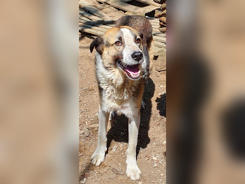 Baloo  (Santuhalm-Shelter Rumänien)