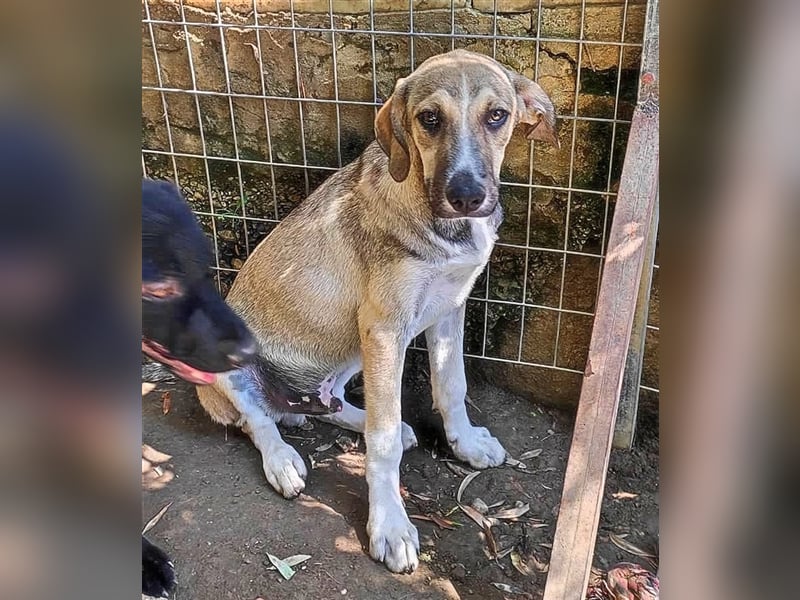 Murphy sucht Traumzuhause!