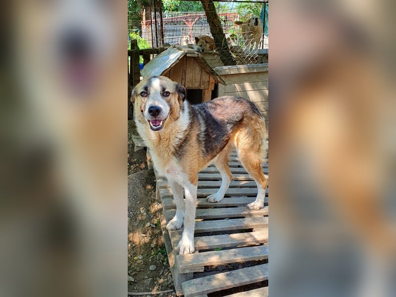 Baloo  (Santuhalm-Shelter Rumänien)