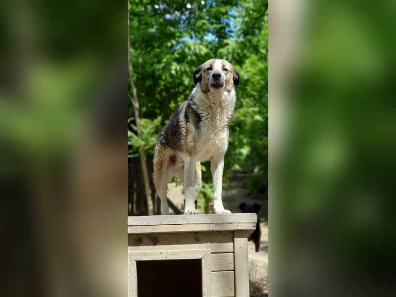 Baloo  (Santuhalm-Shelter Rumänien)