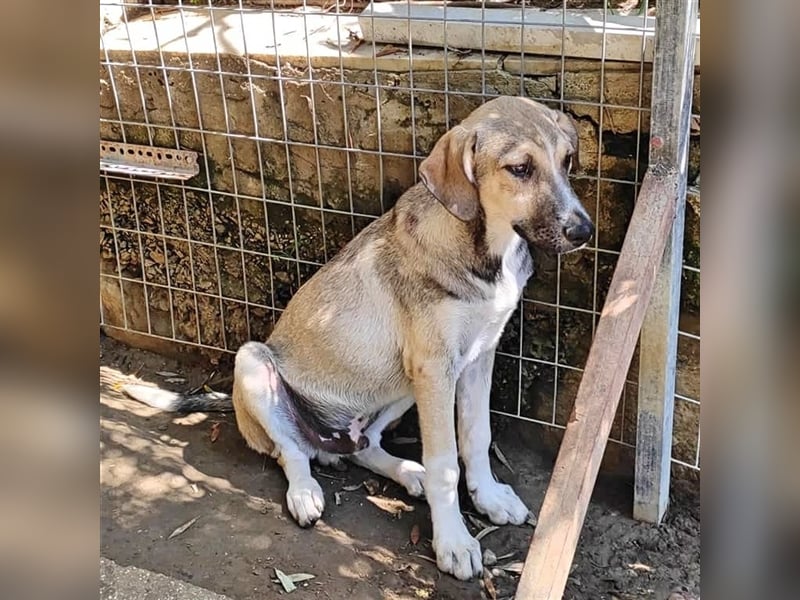 Murphy sucht Traumzuhause!