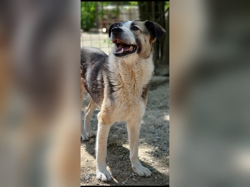 Baloo  (Santuhalm-Shelter Rumänien)
