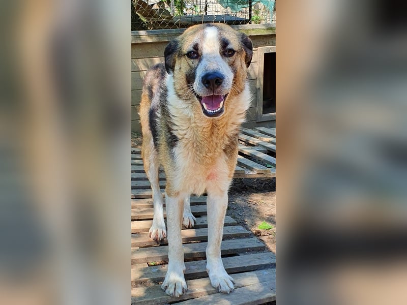 Baloo  (Santuhalm-Shelter Rumänien)