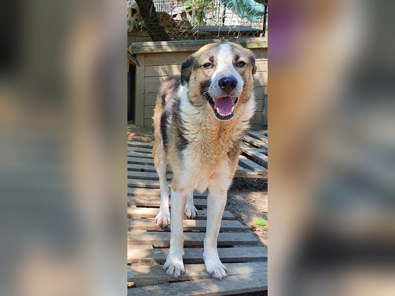 Baloo  (Santuhalm-Shelter Rumänien)