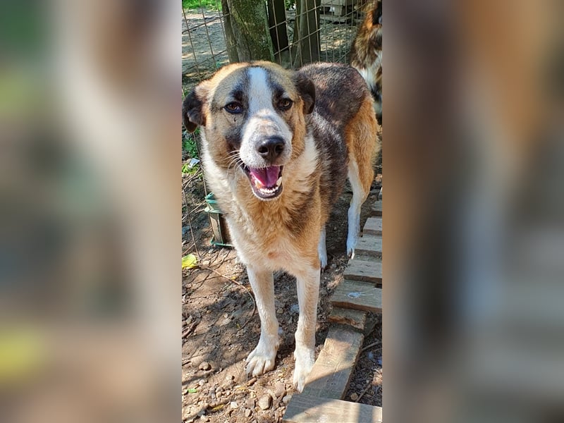 Baloo  (Santuhalm-Shelter Rumänien)