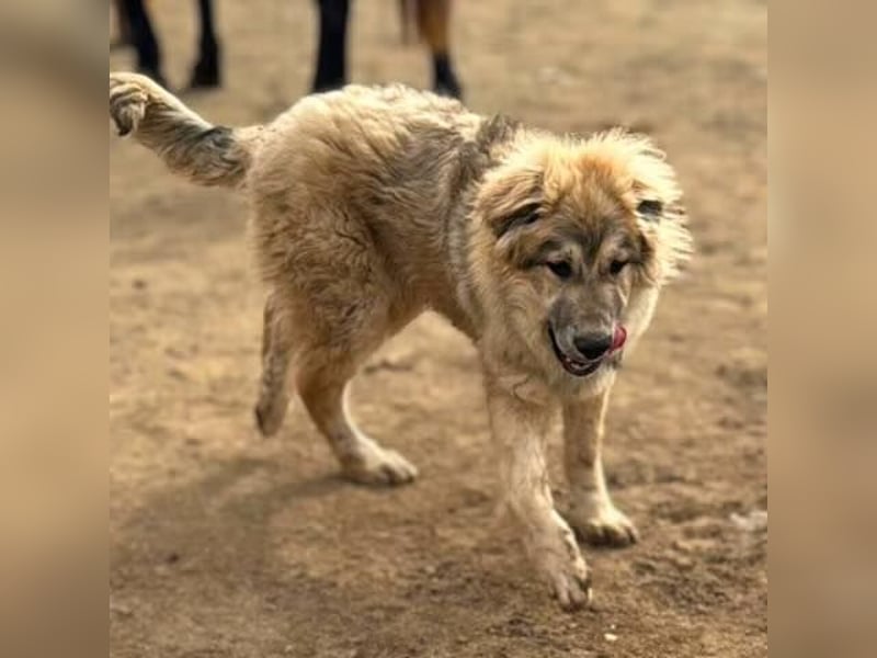 Wish  -Herdenschutzhund-