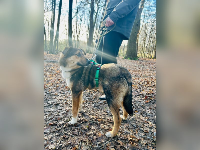 Ibun - sucht erfahrenes Zuhause