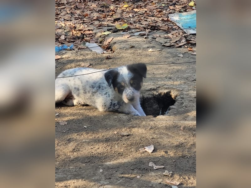 Bamse sucht Pflege- oder Endstelle befindet sich in Rumänien