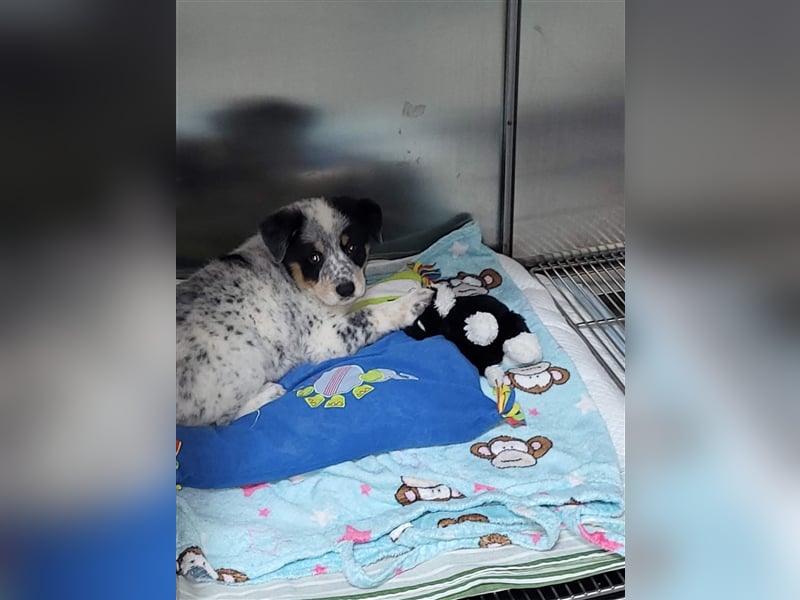 Bamse sucht Pflege- oder Endstelle befindet sich in Rumänien