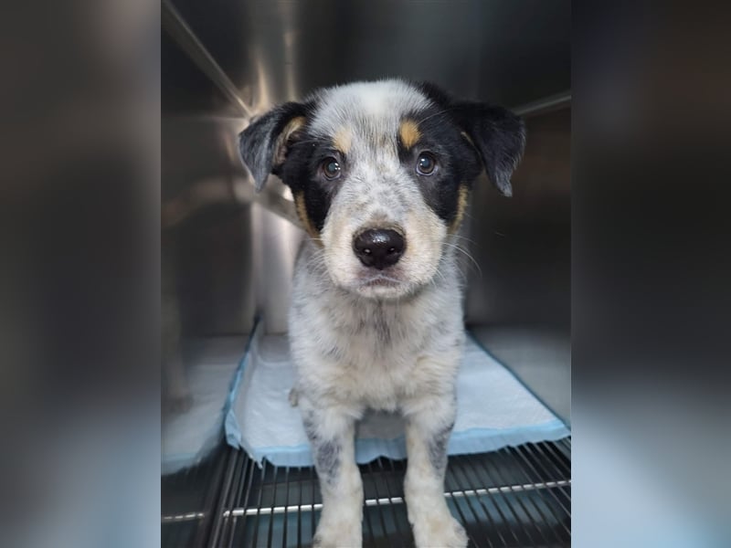 Bamse sucht Pflege- oder Endstelle befindet sich in Rumänien