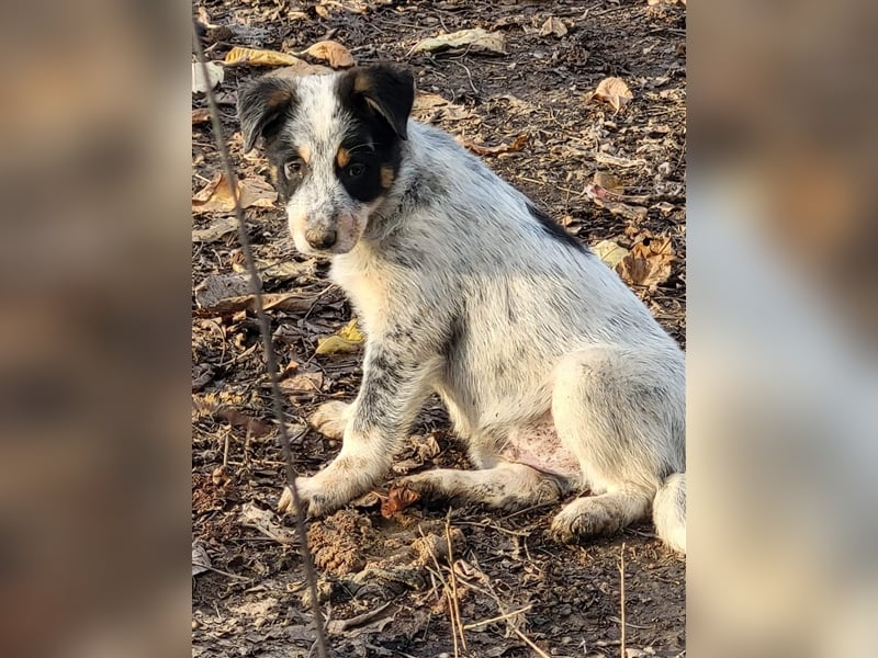 Bamse sucht Pflege- oder Endstelle befindet sich in Rumänien