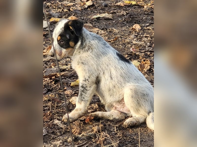 Bamse sucht Pflege- oder Endstelle befindet sich in Rumänien