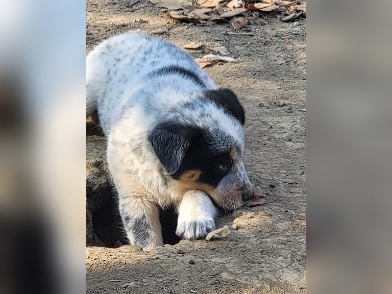 Bamse sucht Pflege- oder Endstelle befindet sich in Rumänien