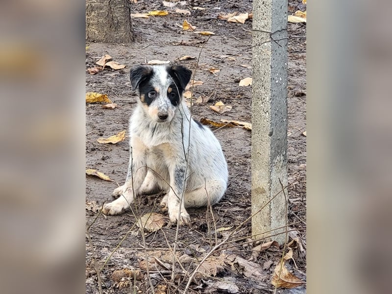 Bamse sucht Pflege- oder Endstelle befindet sich in Rumänien