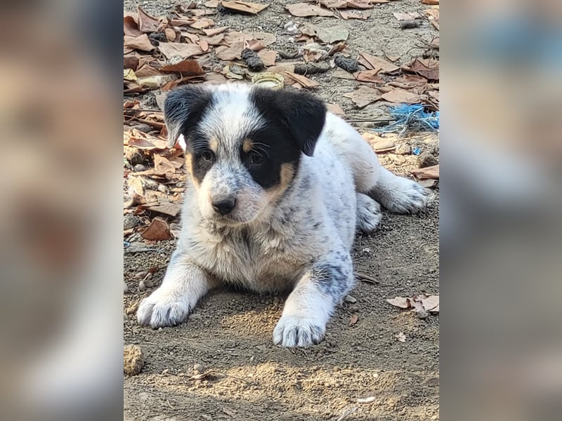 Bamse sucht Pflege- oder Endstelle befindet sich in Rumänien