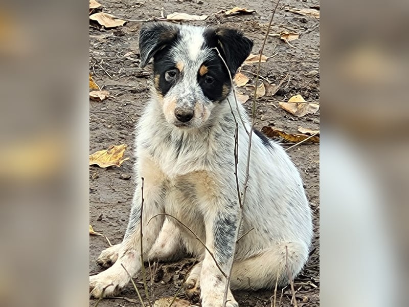 Bamse sucht Pflege- oder Endstelle befindet sich in Rumänien