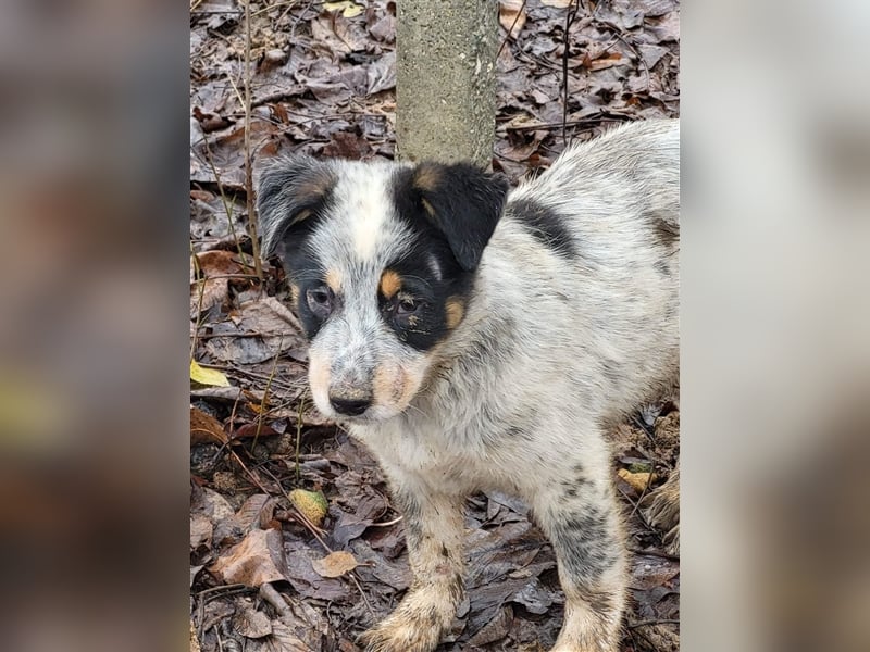 Bamse sucht Pflege- oder Endstelle befindet sich in Rumänien