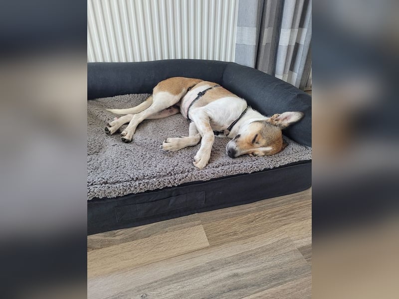 ♥JUPPI♥ auf Pflegestelle in Werne - wunderschöner, aufgeschlossener, aktiver Rüde 44 cm