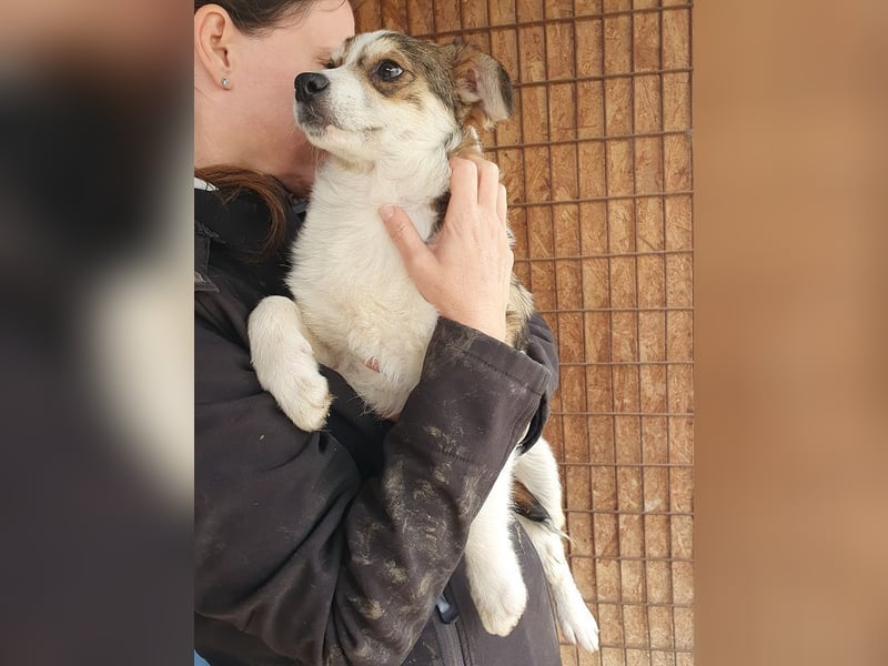 ♥OLLI♥ niedlicher tricolor-Junior, der uns mit seiner angenehmen und ruhigen Art sehr berührt 36 cm
