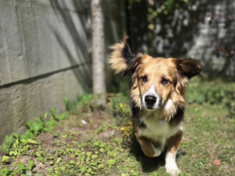 ♥MORITZ♥ neu auf Pflegestelle bei Köln - wunderschöner, verschmuster kleiner Sonnenschein 42 cm